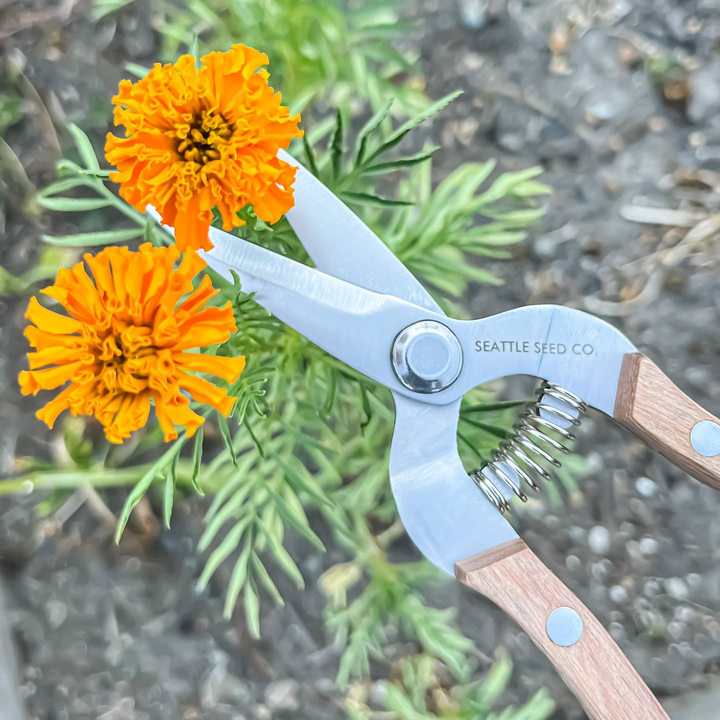 Seattle Seed Company Straight Shears