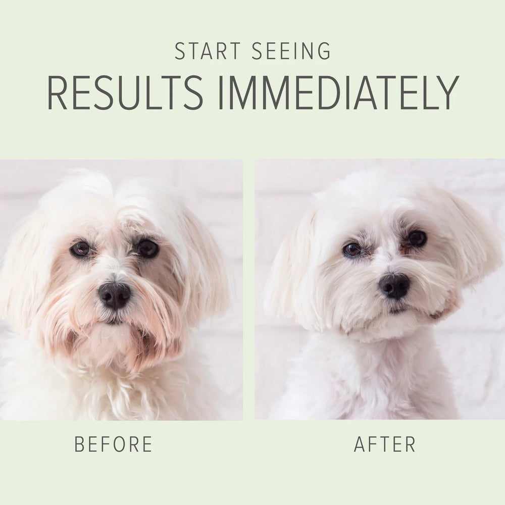 The text "Start Seeing Results Immediately" is above before and after photos of a small white dog who was bathed with Pure and Natural Pet's 2-in-1 Whitening Brightening Shampoo and Conditioner. The before photo shows a yellowed coat around it's face, and the after photo shows the same dog with whiter fur and no yellow. Pure and Natural Pet is available at Luca Essentials in Los Angeles.