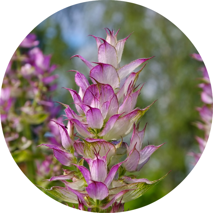 Living Libation Clary Sage Essential Oil 5ml